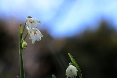 Close-up of white flowering plant