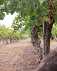 Close-up of tree trunk on field