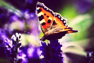 Close-up of butterfly pollinating on purple flower