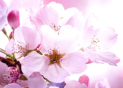Close-up of pink flowers