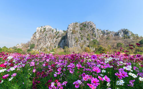 Purple flowering plants on field against blue sky