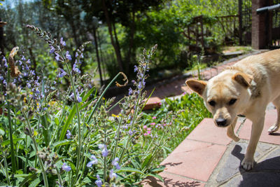 View of a dog in yard