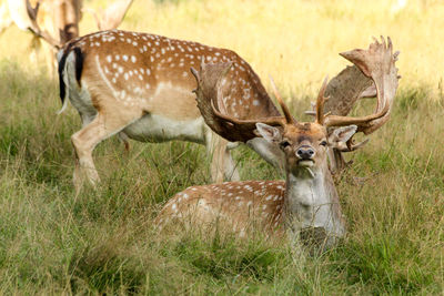 Deer lying in a field