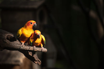 Parrots perching on branch