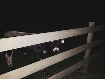 View of dog by fence