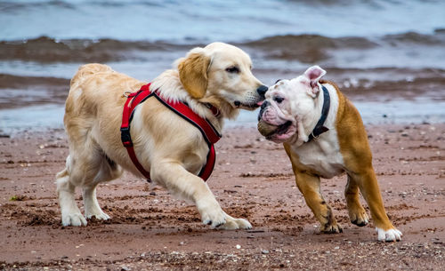 View of a dogso on beach