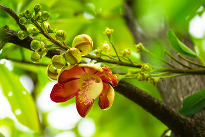 Close-up of flowering plant