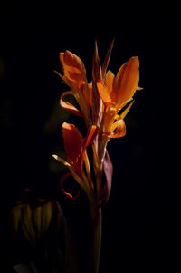 Close-up of orange flowers against black background