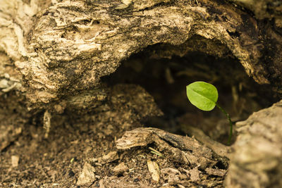 Close-up of fresh green plant