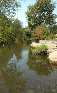 Scenic view of lake in forest