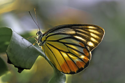 Close-up of butterfly pollinating flower