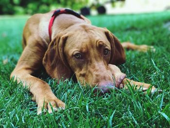 Close-up of dog relaxing on grass