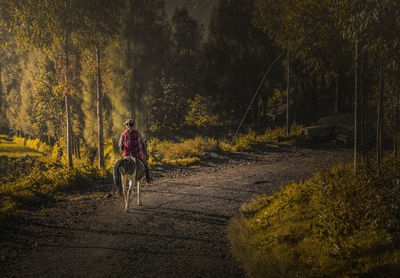 Rear view of man riding horse on road amidst trees