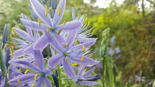 Close-up of purple flowering plant