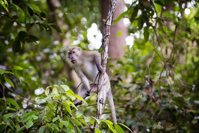 Monkey in a tree