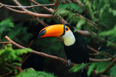 Close-up of bird perching on branch