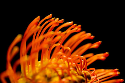 Close-up of yellow flower against black background