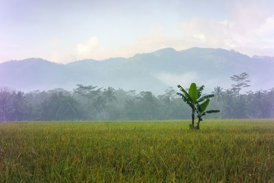 Scenic view of agricultural field against sky