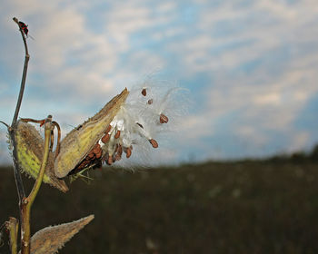 Close-up of plant against sky