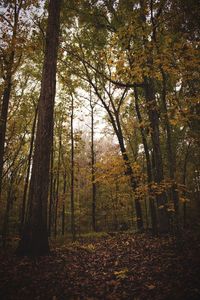 Trees in forest during autumn