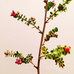 Low angle view of bougainvillea plant against sky