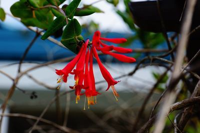 Close-up of red flower growing on tree