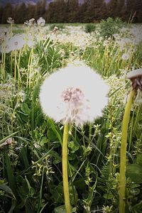 Close-up of flowering plants on field