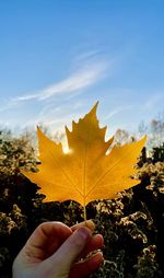 Person holding golden maple leaves against sky during autumn