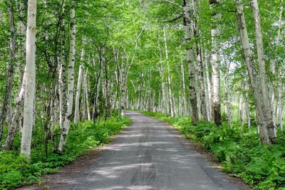 Empty road amidst trees in forest