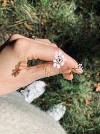 High angle view of woman hand holding flowers