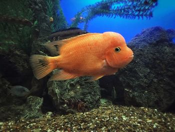 Close-up of fish swimming in aquarium