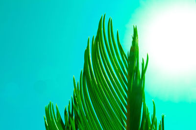Close-up of plants against blue background