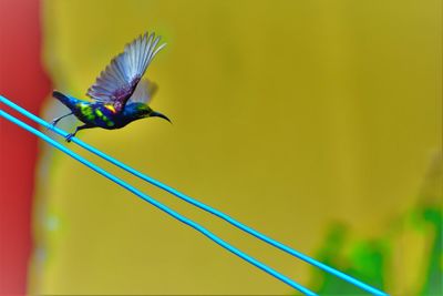 Close-up of a bird flying