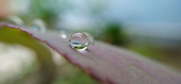 Close-up of water drops on flower