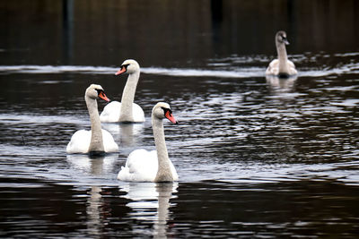 Swans swimming in lake