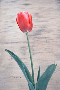 Close-up of red tulip