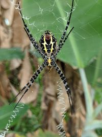 Close-up of spider on web