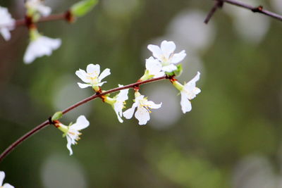 Close-up of white cherry blossoms in spring