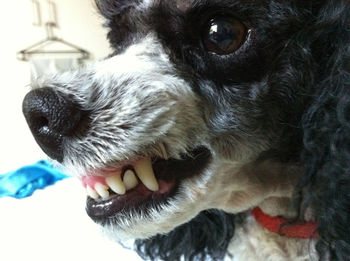 Close-up portrait of a dog