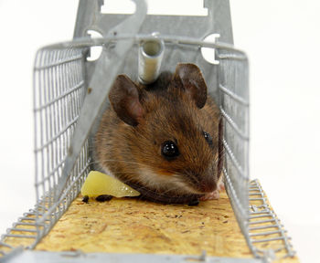 Close-up of rat in mousetrap against white background