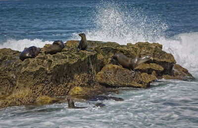 Seagull perching on rock in sea