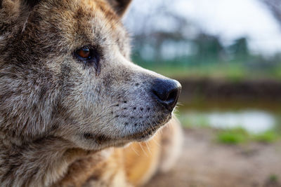 Close-up of dog looking away