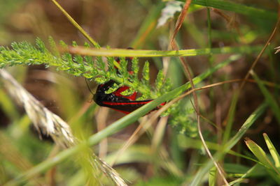 Close-up of ladybug on plant