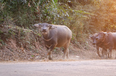 View of two horses on road