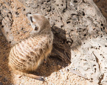 High angle view of rock on land