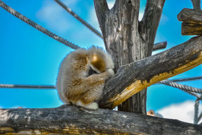 Low angle view of squirrel on tree against sky