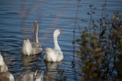 Ducks swimming in lake