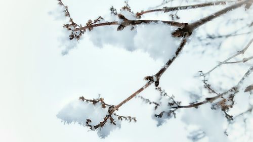 Low angle view of bare tree against sky