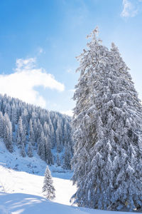 Snow covered pine trees against sky