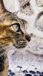 Close-up of a cat looking away